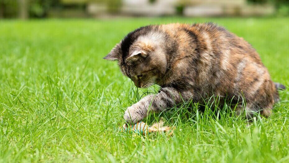 Dark furred cat playing with a toy in the garden.