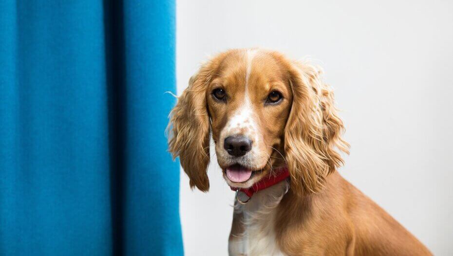 Clean puppy next to a blue curtain