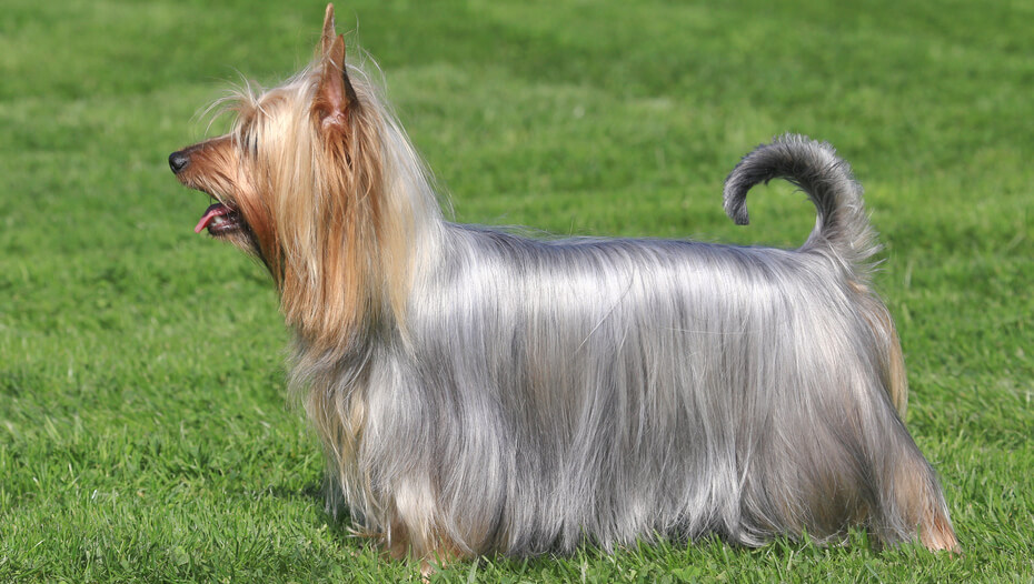 Australian Silky Terrier standing on the grass