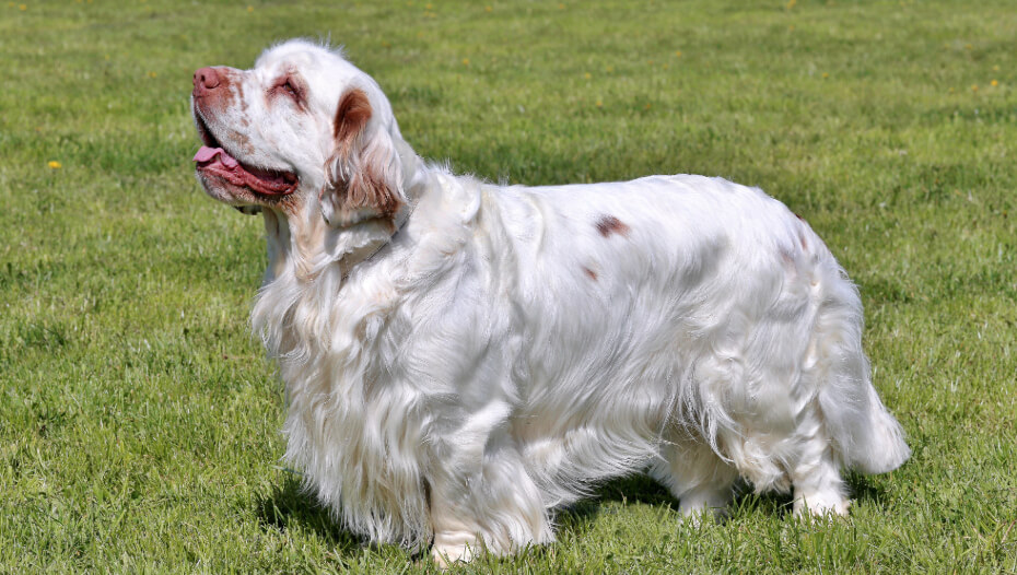 light colored spaniel standing on the grass