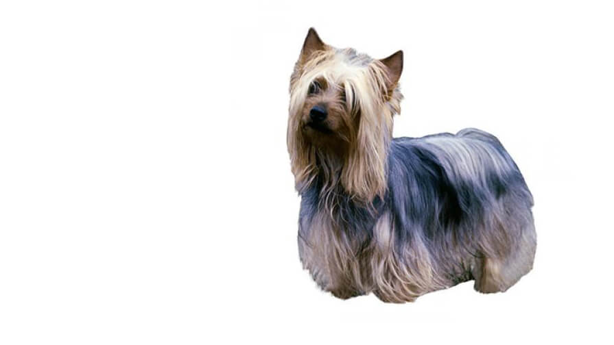 Australian Silky Terrier