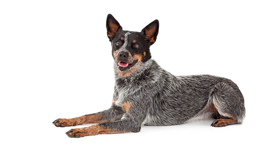 Australian Cattle Dog