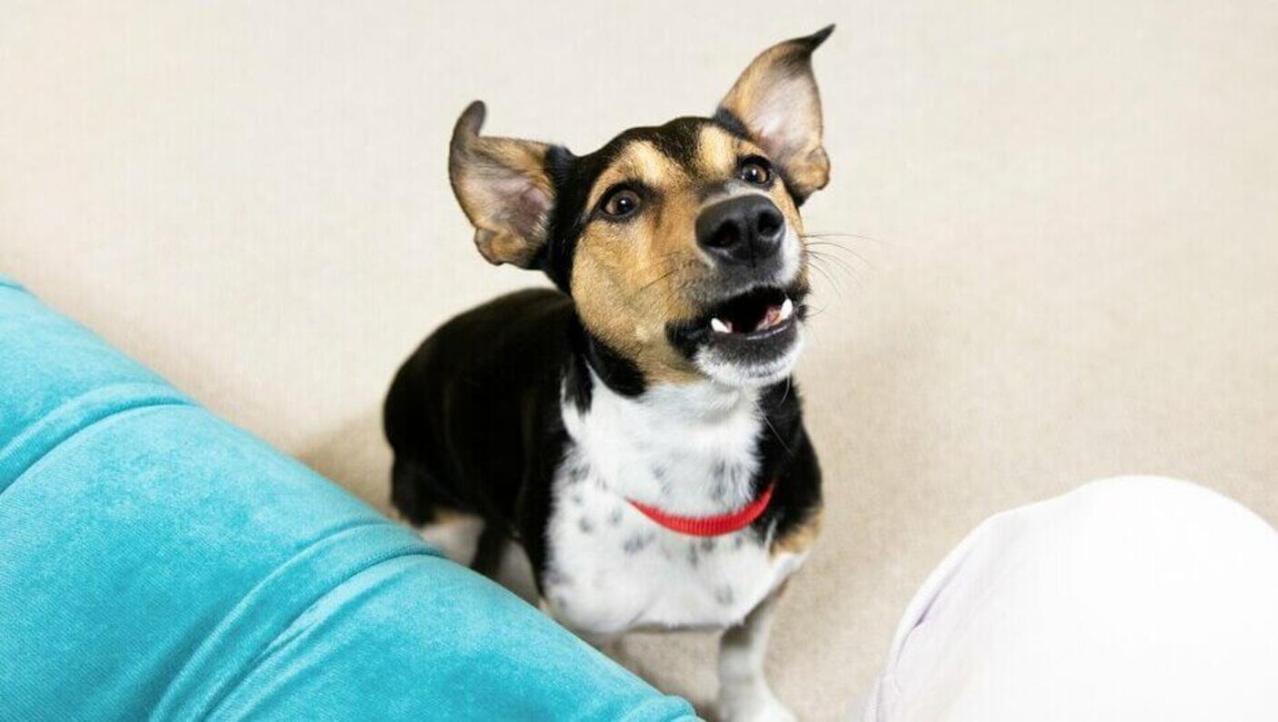 Jack Russell Terrier with red collar and mouth open