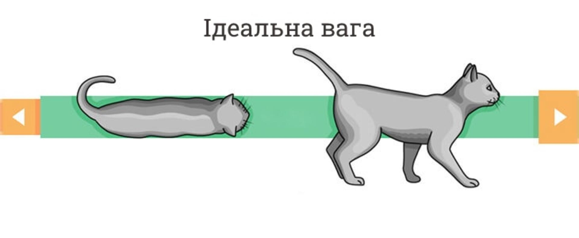 Ідеальна вага тіла кота