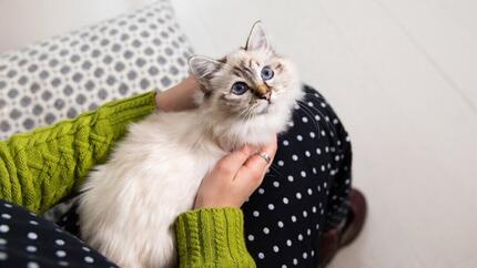Білий кіт з блакитними очима