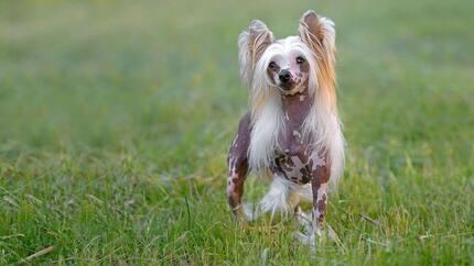 Біло-коричнева китайська чубата собака біжить по траві.