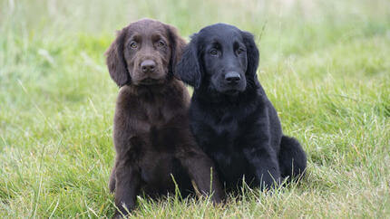 Коричнева та чорна собака сидить у полі на траві
