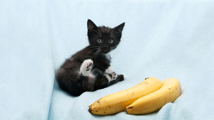 Маленьке чорне кошеня сидить біля бананів