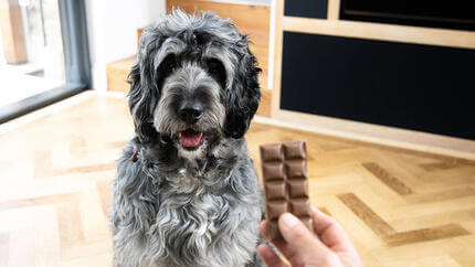 Собака дивиться на шоколад