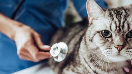 Кішка у ветеринара зі стетоскопом