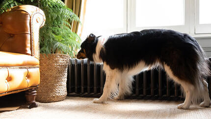 Собака нюхає рослину в вітальні