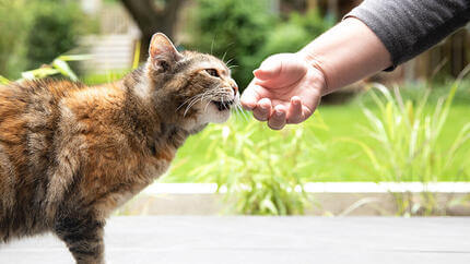 Кошка обнюхивает руку на улице