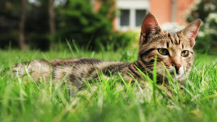 кіт, що лежить у траві