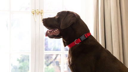 Коричневий пес з червоним нашийником дивиться в вікно