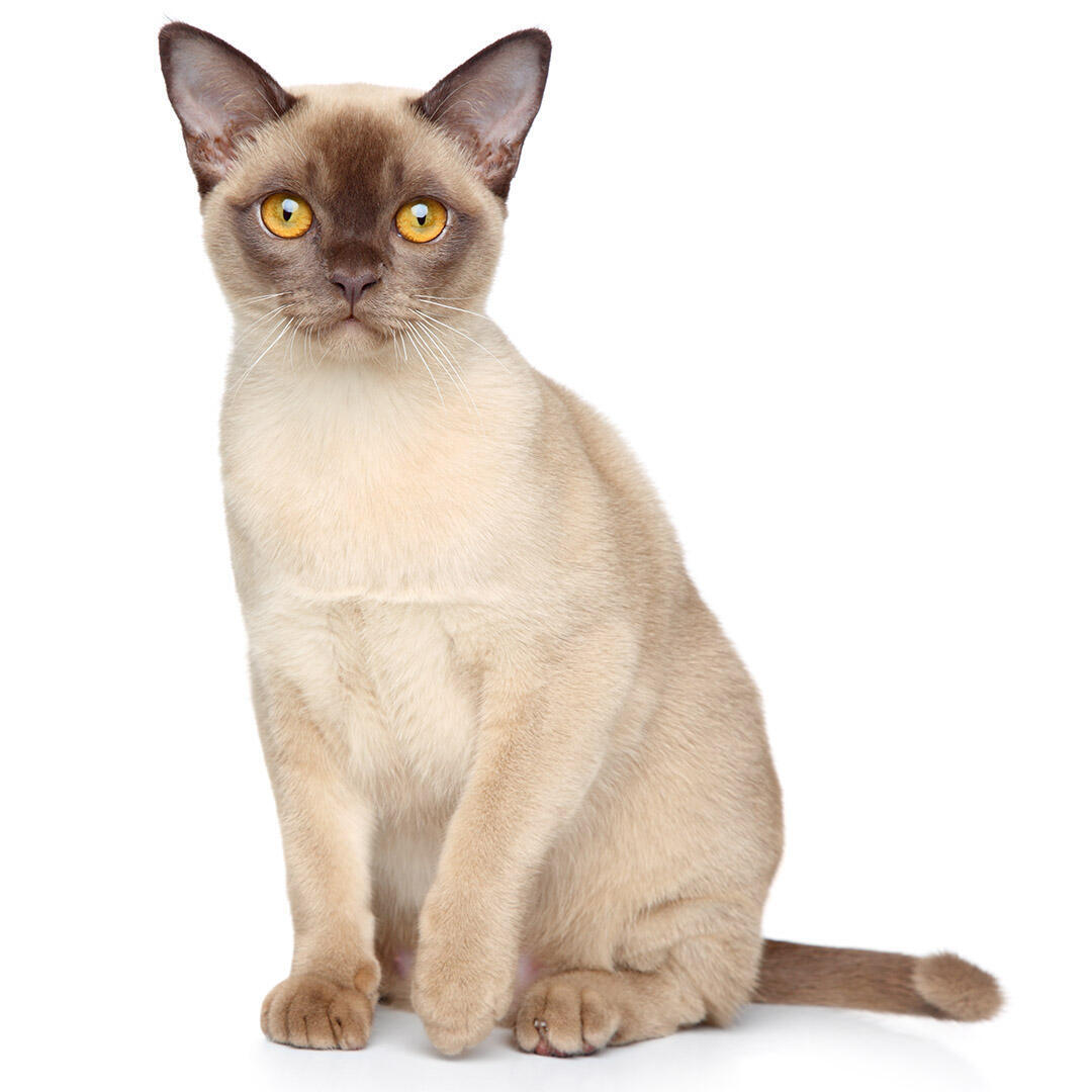 Бурманська порода кішок