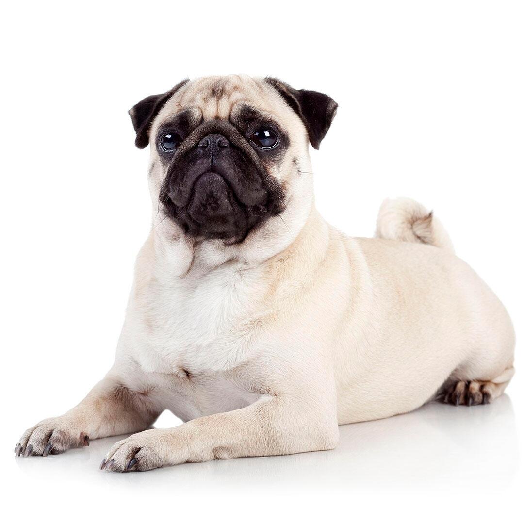 Pug purina 2025