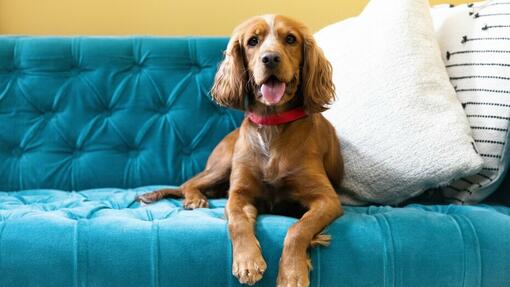 коричнева собака сидить на синьому дивані