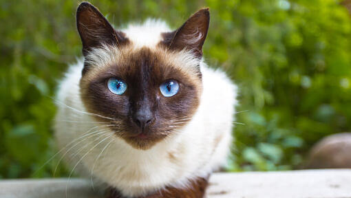 Бірманська кішка з блакитними очима сидить на дерев'яному столі