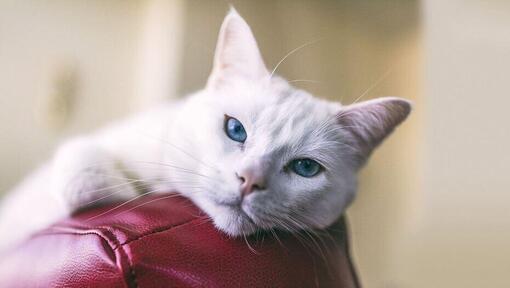 Турецька ангорська кішка з блакитними очима на червоному шкіряному дивані