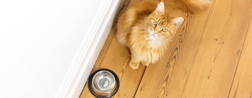 Ginger cat sitting next to empty food bowl.