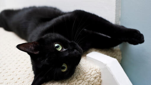 Орієнтальна чорна кішка із зеленими очима лежить на боці.