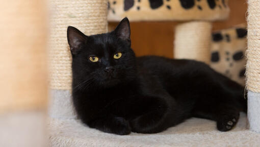 Чорна персидська кішка лежить біля когтеточок.