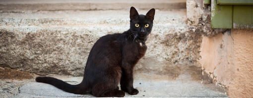 Чорний бомбейський кіт сидить на сходинці.