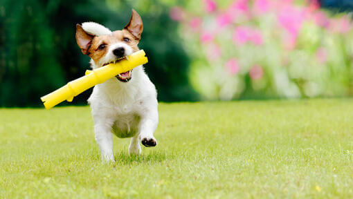 Маленька собачка біжить з жовтою іграшкою