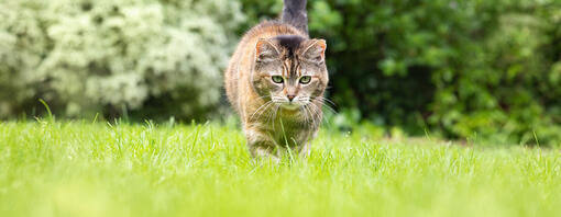 Кіт гуляє по траві