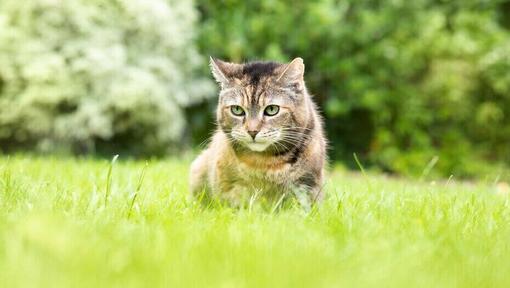 Кіт сидить у траві.
