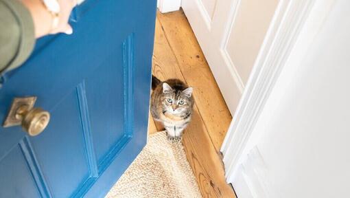Кіт чекає у дверях