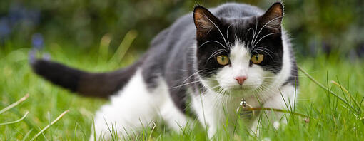Кіт полює у траві