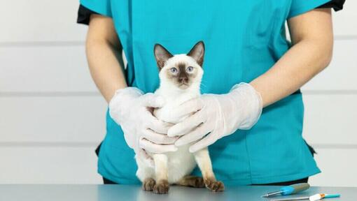 Сіамський кіт зі світлою шерстю на ветеринарному столі
