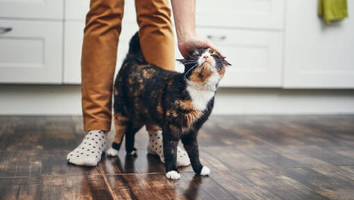 Кіт ходить між ніг власника, поки його гладять.