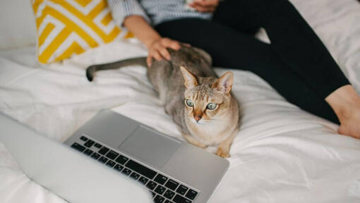 Жінка дивиться фільм на ноутбуці зі своїм вихованцем - азійською кішкою