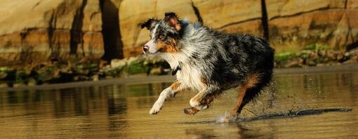 Собака стрибає у воді