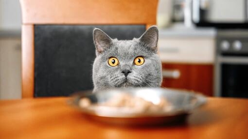 кіт дивиться на миску на столі