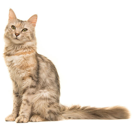 Порода кішок орієнтальна довгошерста