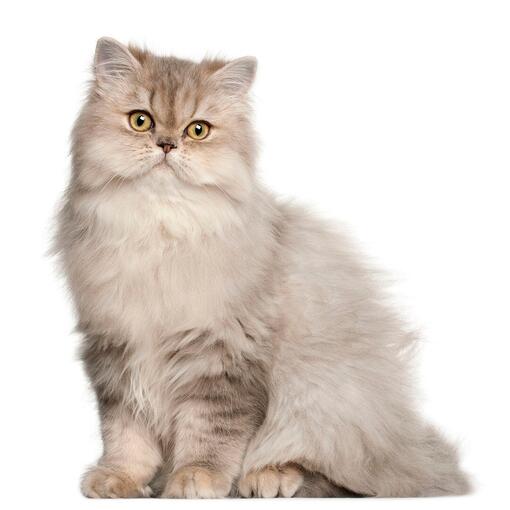 Порода кішок персидська довгошерста