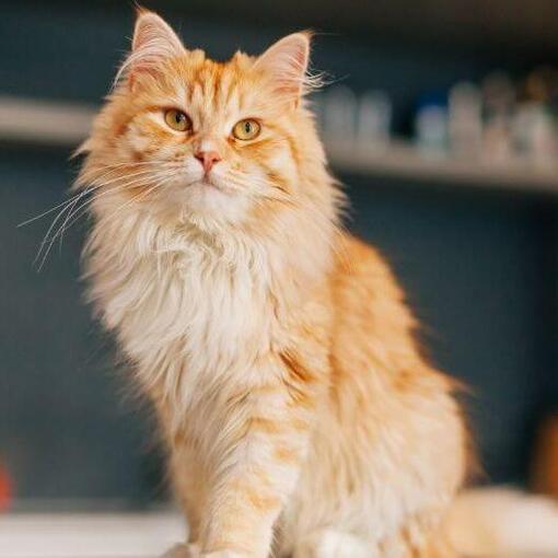 Персидська довгошерста кішка стоїть на кухні