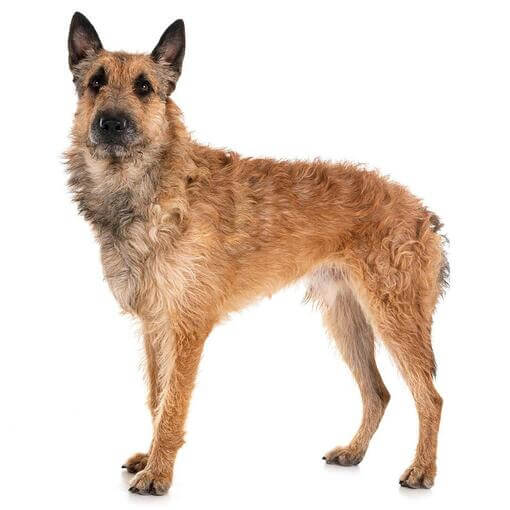 Порода собак бельгійська вівчарка лакенуа