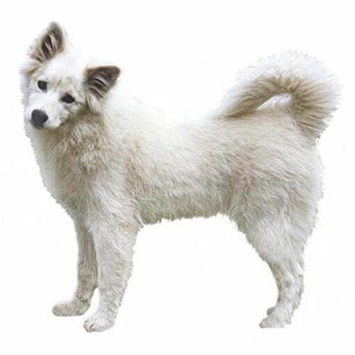 Канадська ескімоська порода собак