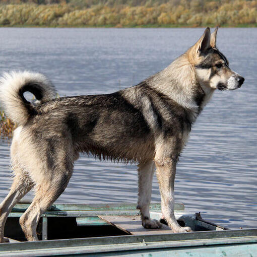 Канадський ескімоський собака біля води