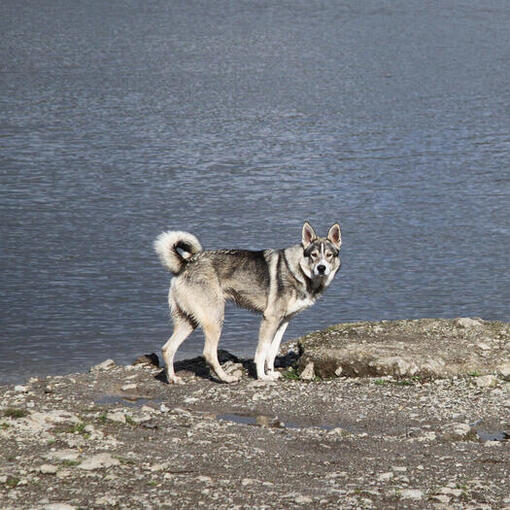 Канадський ескімоський собака стоїть на узбережжі