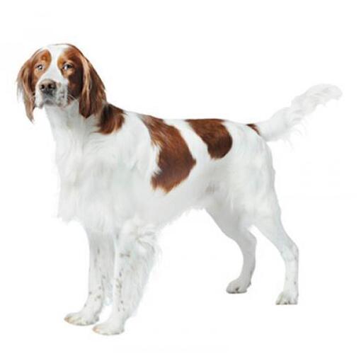 Порода собак ірландський червоно-білий сетер