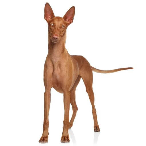 Порода собак фараоновий собака