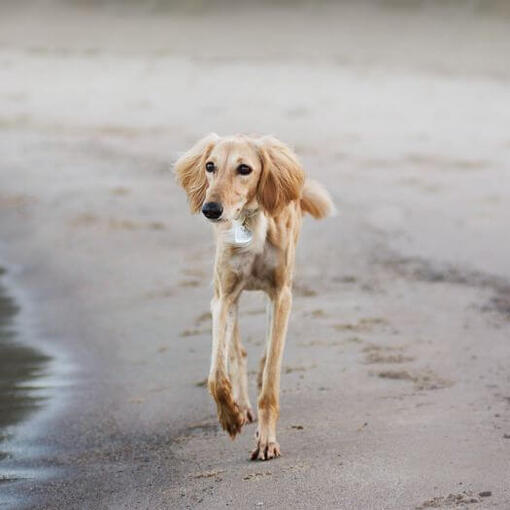 Собака салюки біжить на пляжі